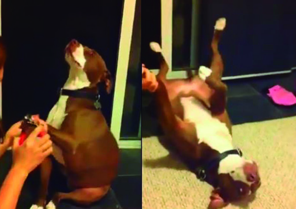 Pitbull finge desmayarse para evitar que corten sus uñas