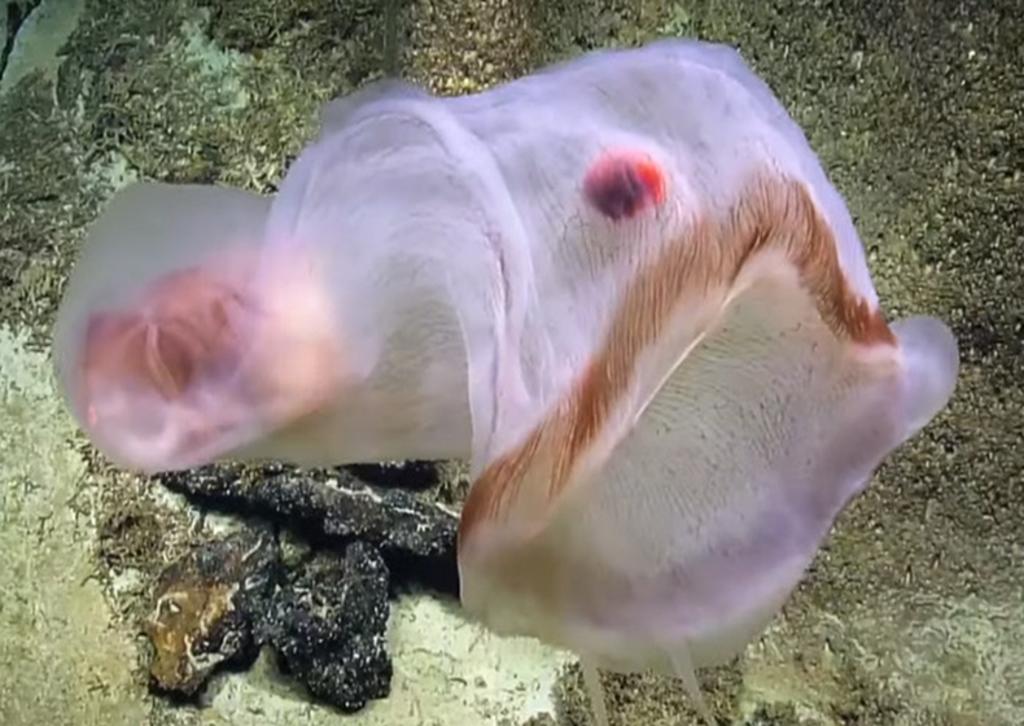 Una medusa translúcida y con un animal dentro