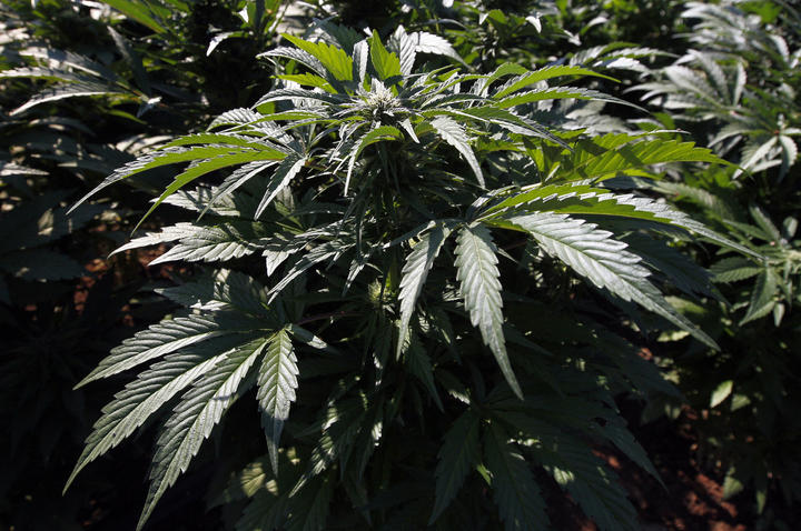 Foráneos quieren cultivar marihuana en Durango