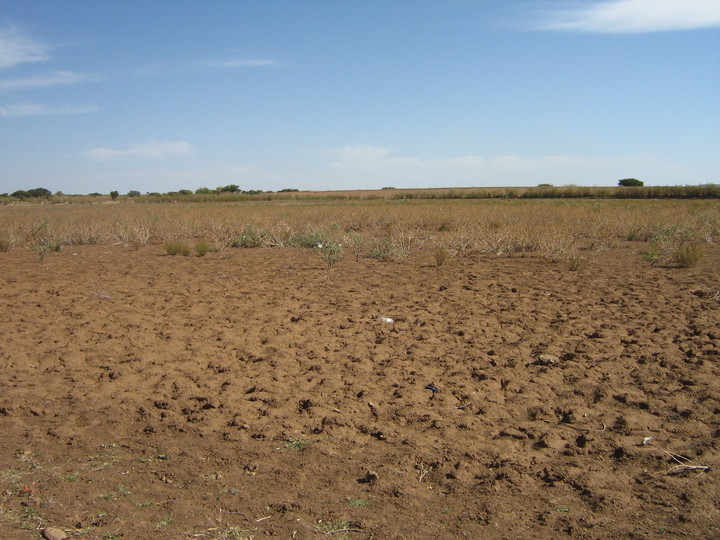 Sequía 'asfixia' a 37 municipios