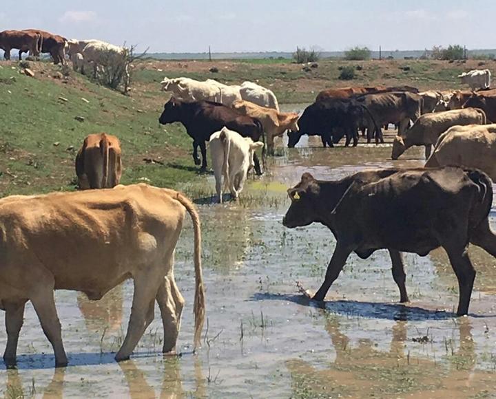 Prevén un panorama difícil para el ganado en Cuencamé