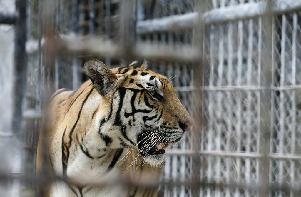 Fallecen 86 tigres rescatados de templo en Tailandia