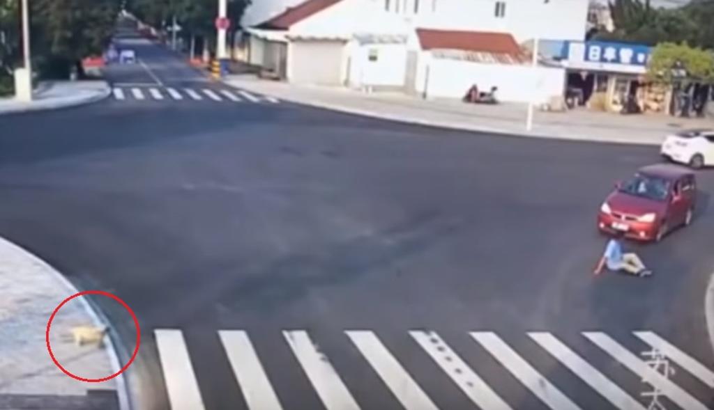 VIDEO: Perro muestra cómo cruzar la calle mientras un hombre es atropellado
