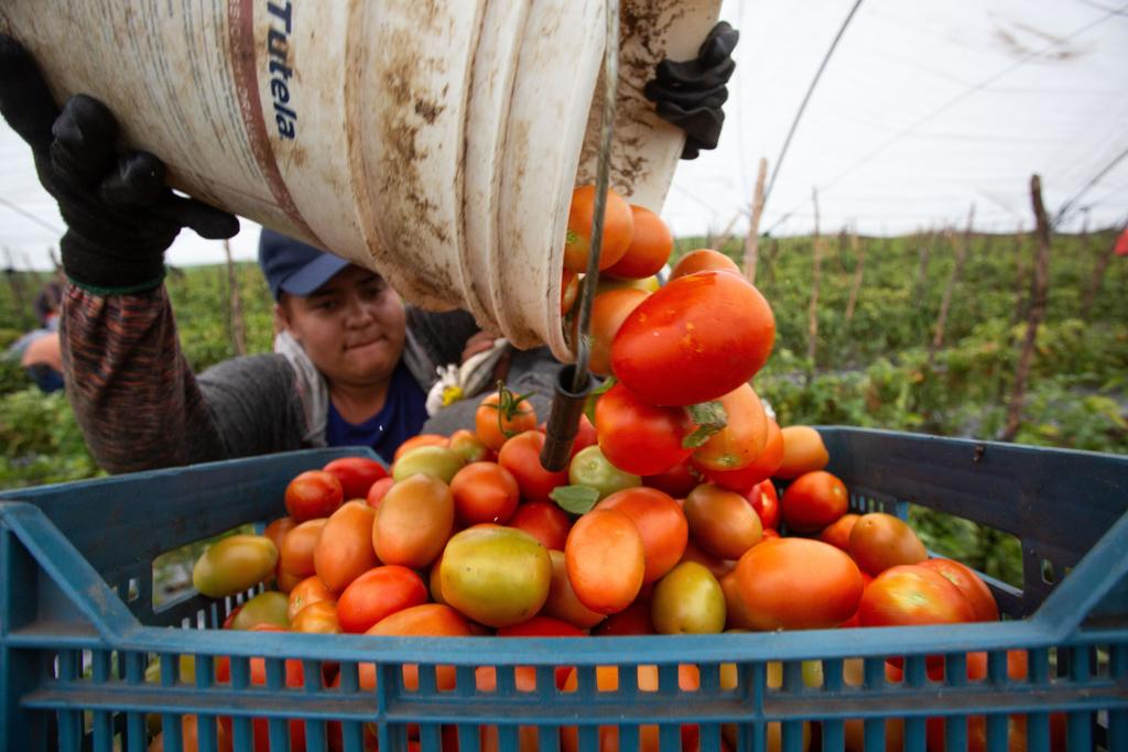 Esperan productores de tomate firmar hoy acuerdo con EUA