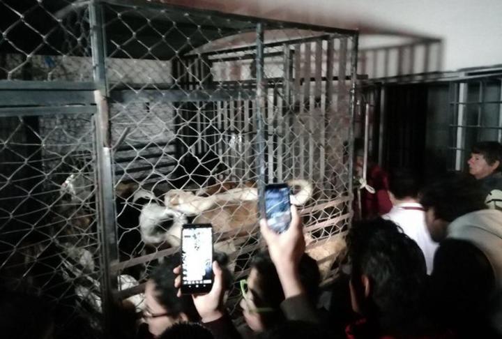 Detienen a mujer que refrigeraba perros de vecinos en Puebla