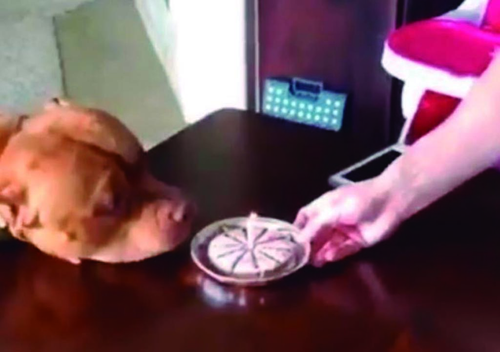 La adorable reacción de pitbull al recibir pastel de cumpleaños