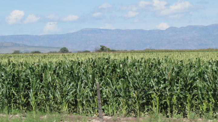 Sequía dañó cultivos en San Pedro del Gallo
