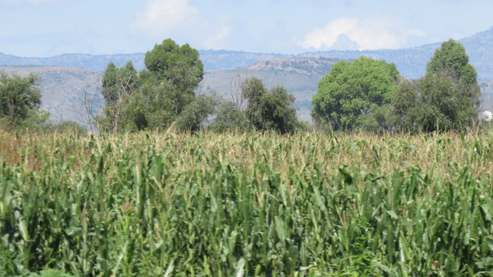Sequía dañó cultivos  en San Pedro del Gallo