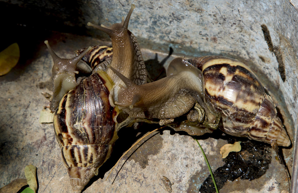 Plaga de caracoles gigantes azota Cuba y enciende alarmas