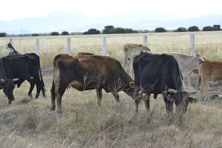 Situación crítica en Canatlán para el sector ganadero