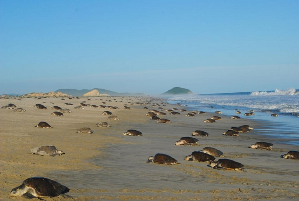 Paso de 'Narda' destruyó nidos de tortuga en Oaxaca