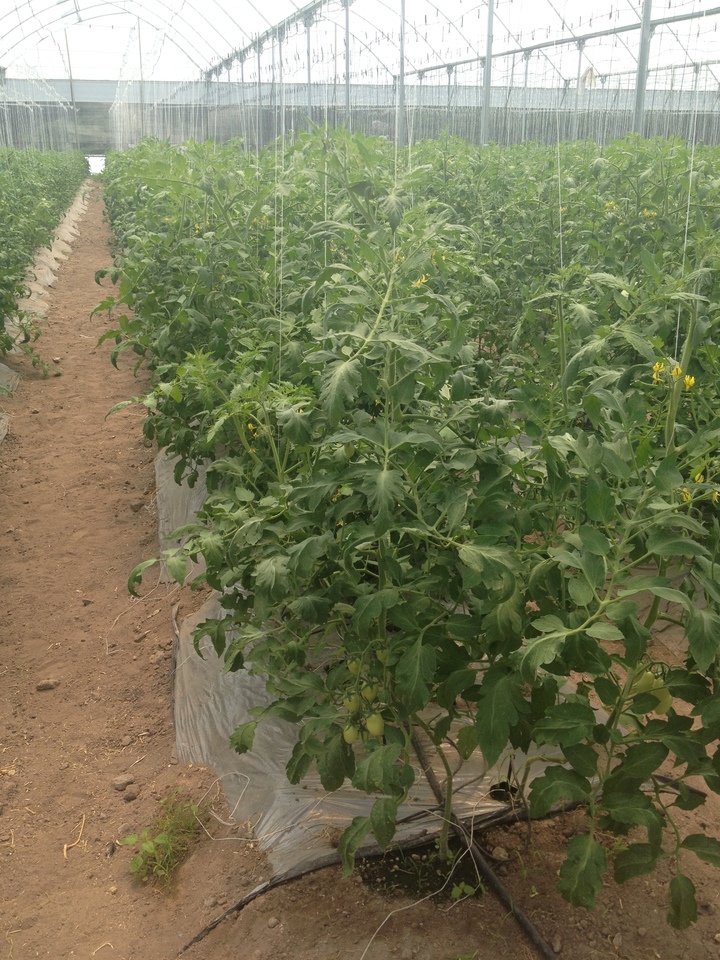 'La exportación de tomate corre riesgo'
