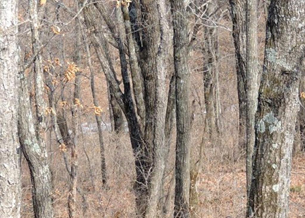 ¿Puedes ver al leopardo escondido?