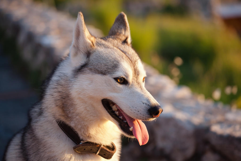 Lo que debes saber de los perros Husky antes de decidir tener uno