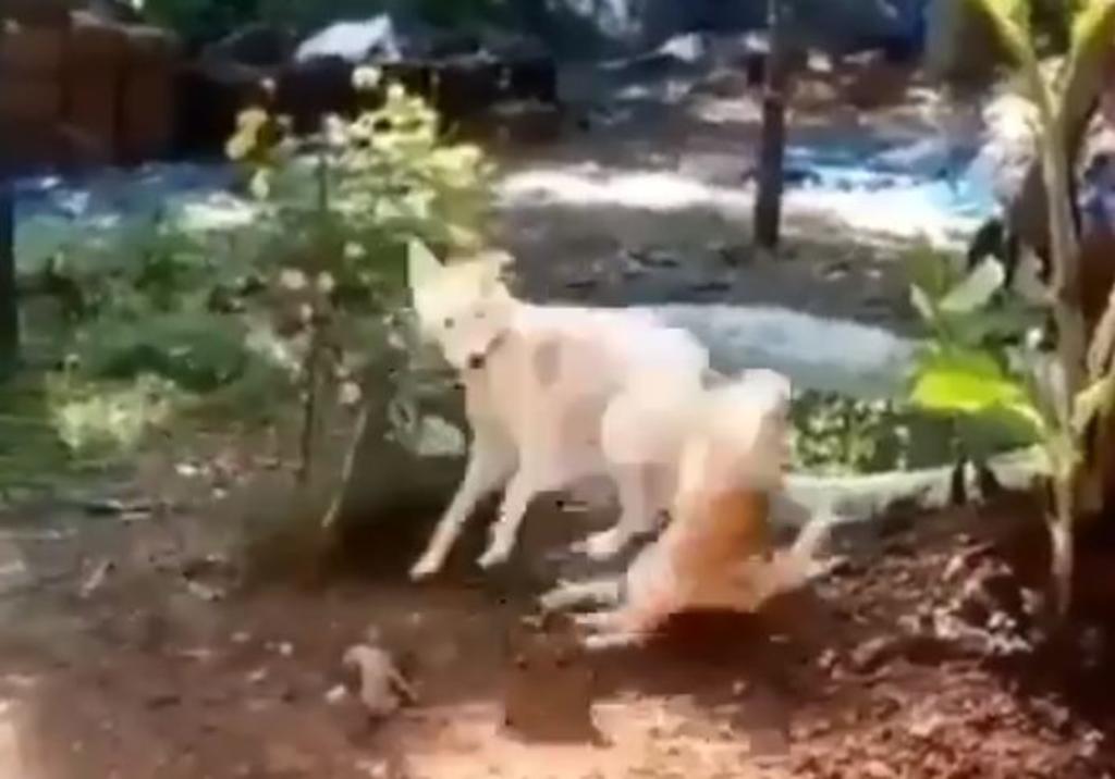 VIRAL: El perro que atacó a gato con patada 'karateca'