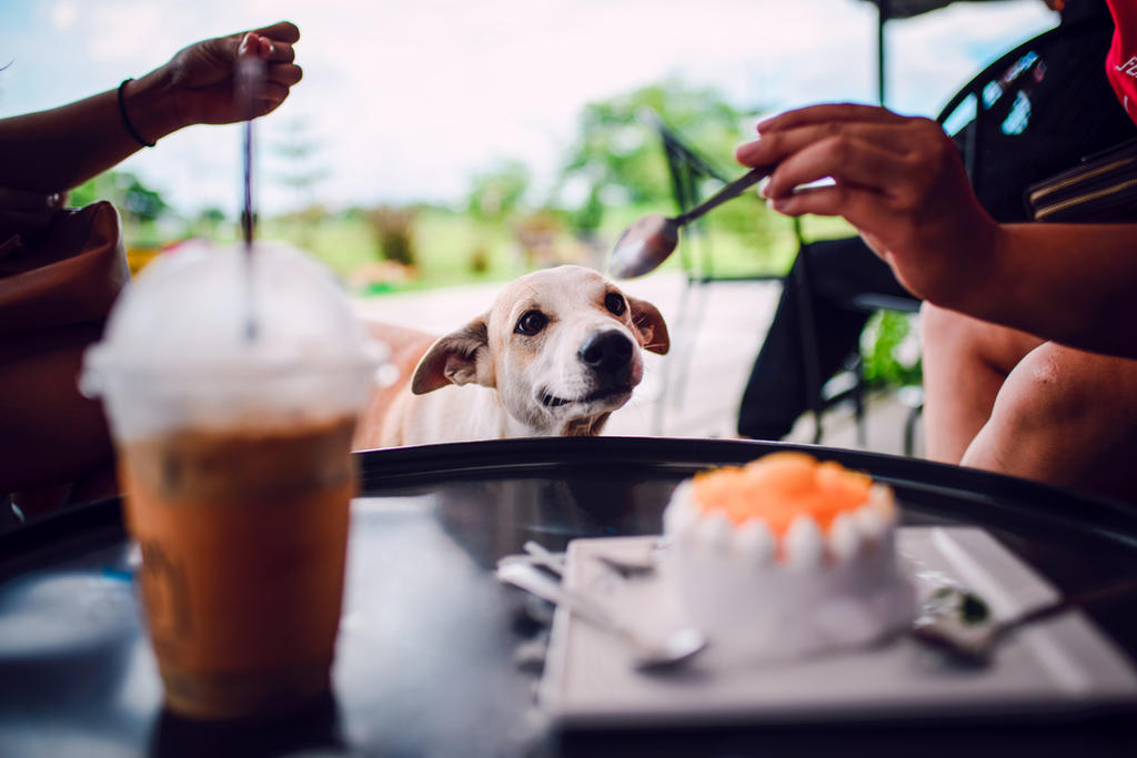 ¿Cómo hacer que mi perro deje de pedir comida en la mesa?