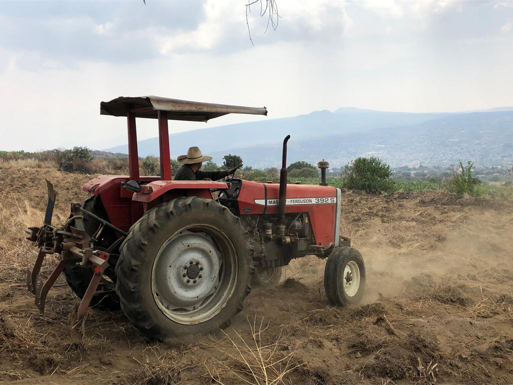Productores que dejaron cultivo de amapola demandan apoyos en Guerrero