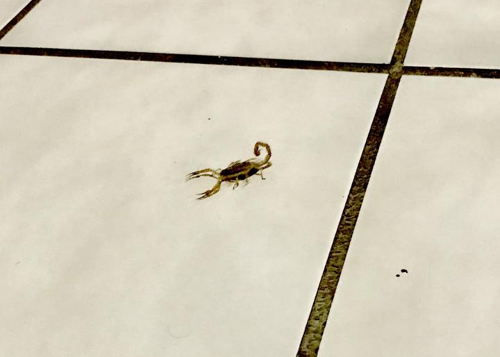 Suman 7 mil 533 atendidos por picadura de alacrán