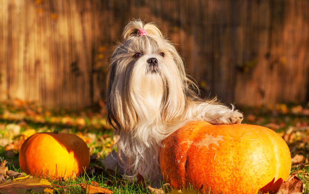 ¿Cuáles son los beneficios de la calabaza para los perros?