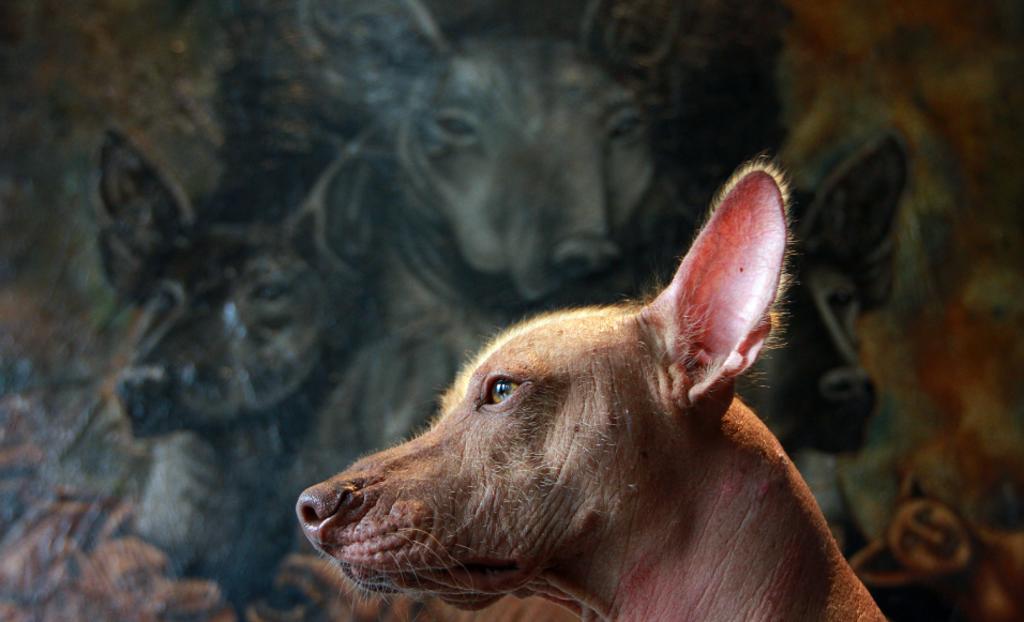 Xoloitzcuintle, el milenario perro mexicano
