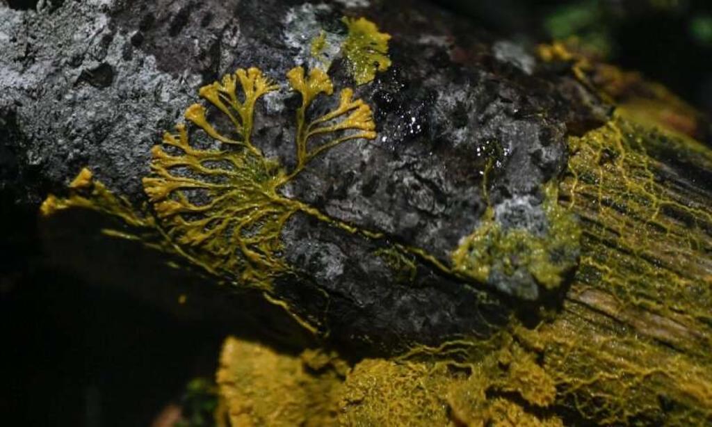 La extraña masa amorfa conocida como 'blob' llega al zoo de París