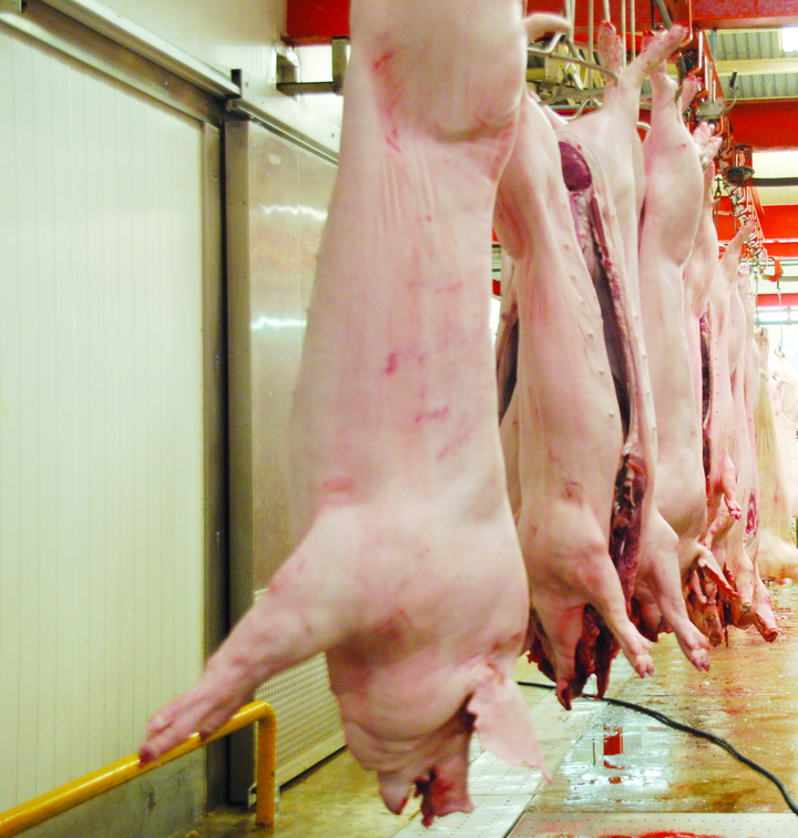 Reportan 3,126 toneladas de carne de cerdo producidas