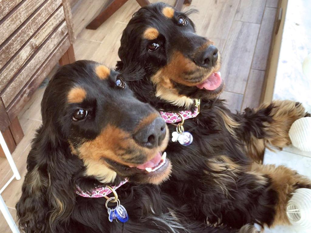 Perros con pestañas largas se vuelven sensación