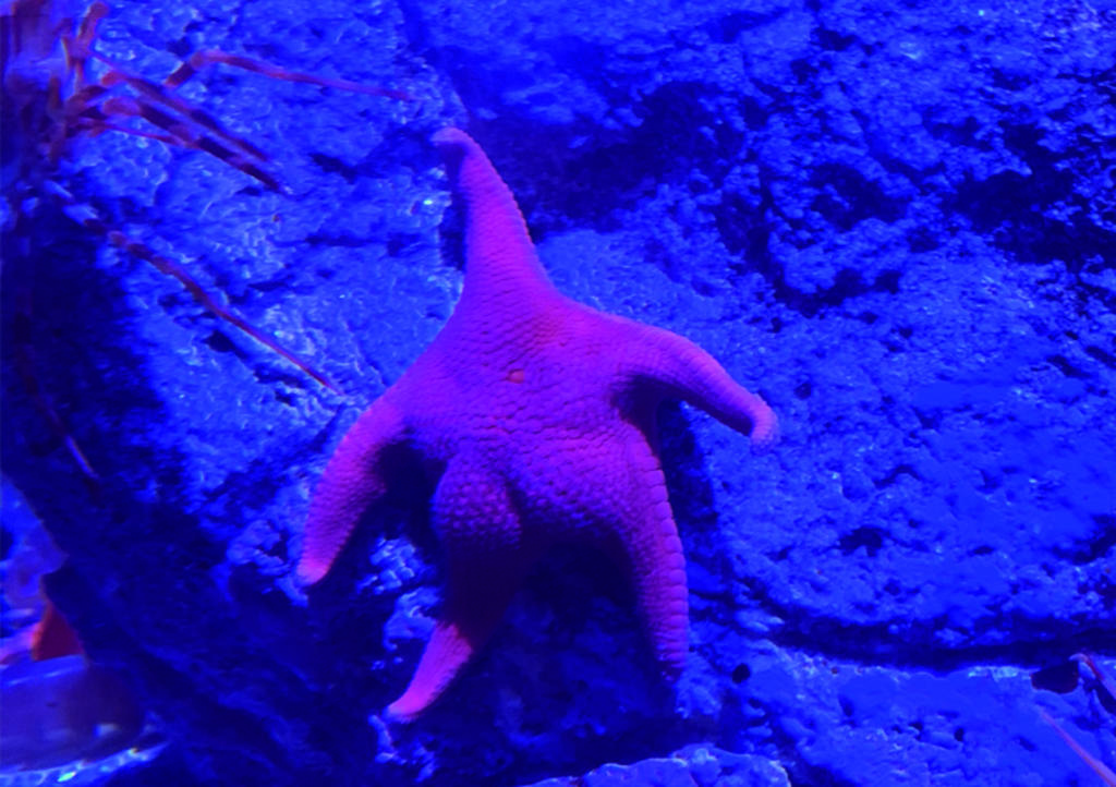 Estrella de mar con 'trasero grande' se hace viral