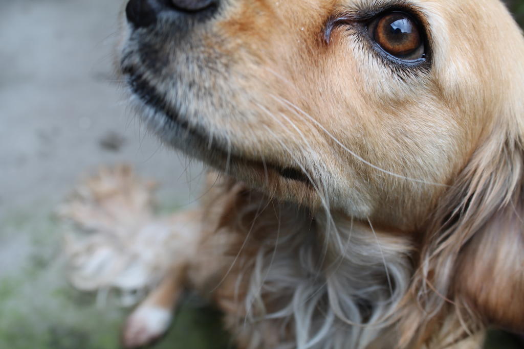 ¿Cómo contrarrestar las lagañas en los perros?