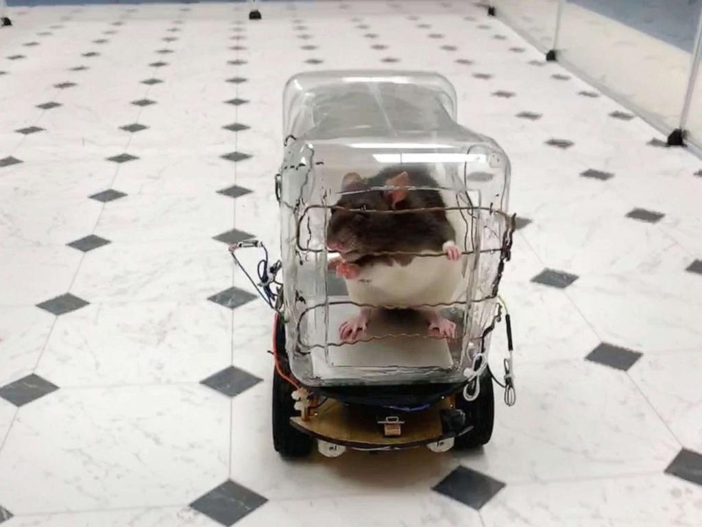 Ratas aprenden a conducir con tal de conseguir comida
