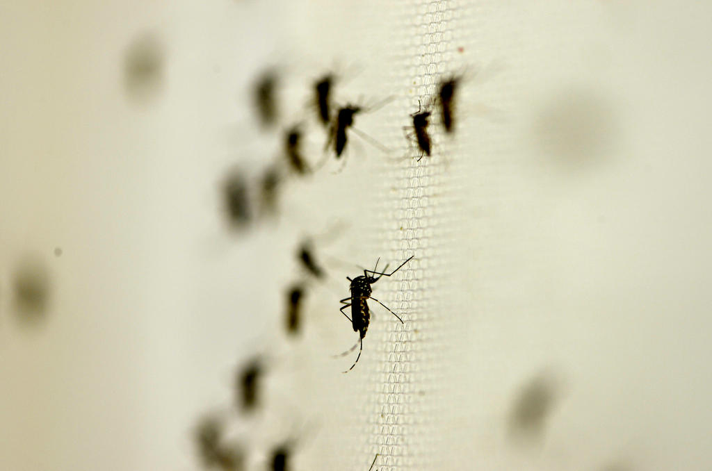 Suben a 29 los casos confirmados de dengue en La Laguna de Durango