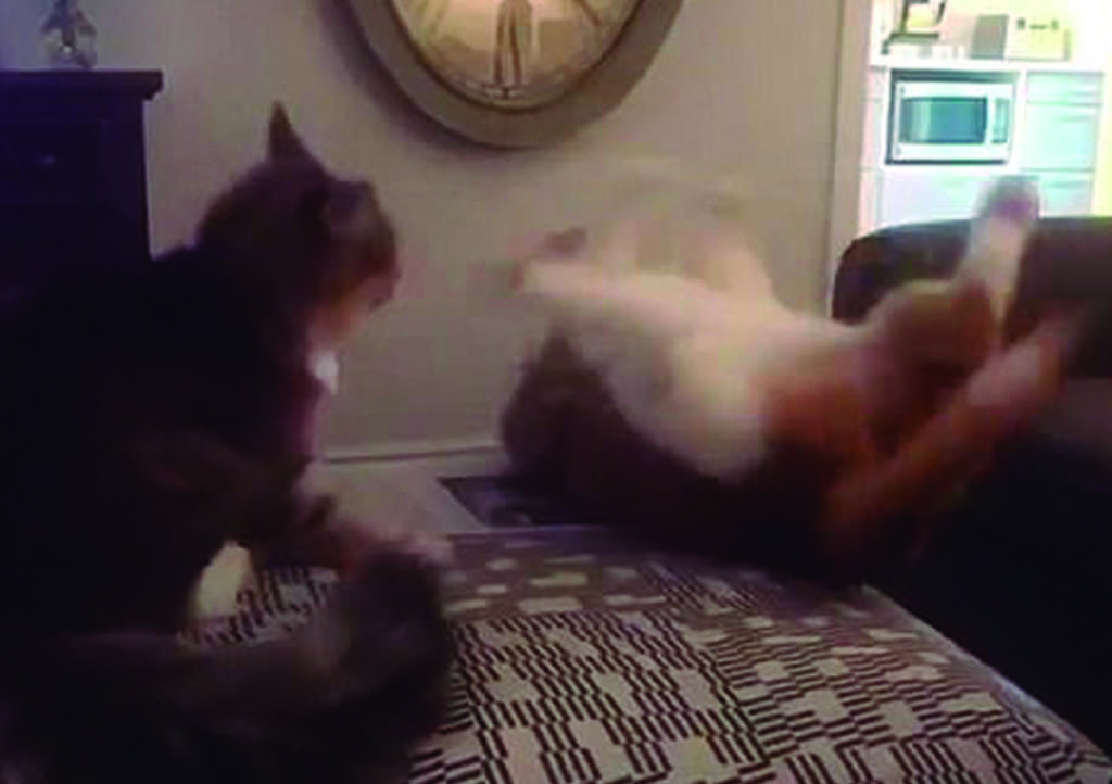 VIDEO: La 'dramática' caída de gato que se hizo viral