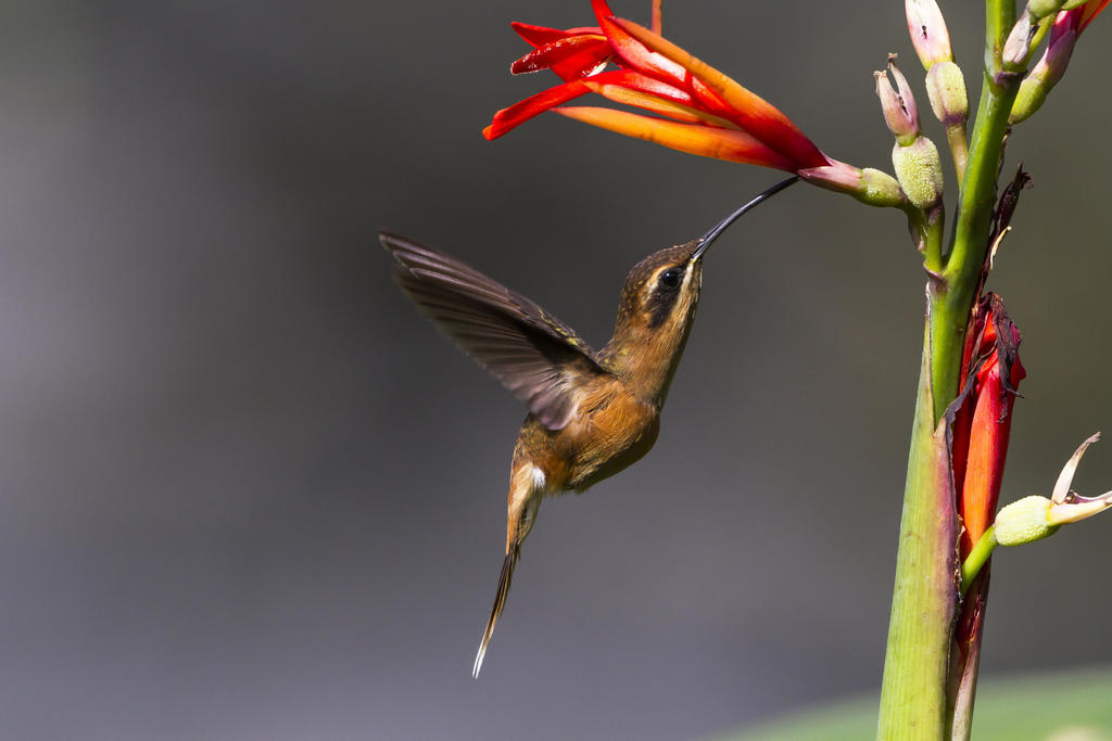 Pide investigador no desaparecer a Conabio