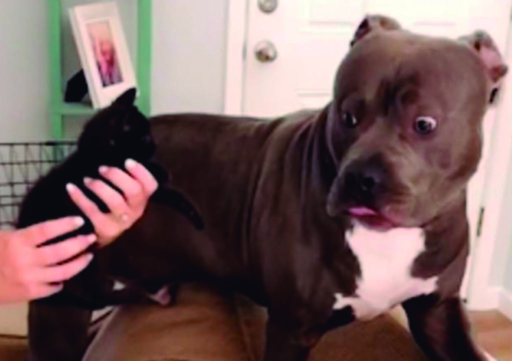 Pitbull tiene cómica reacción al conocer a un gatito