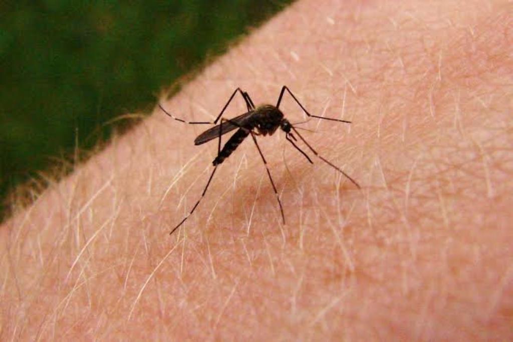 Detectan en Madrid el primer caso de transmisión sexual del dengue en Europa