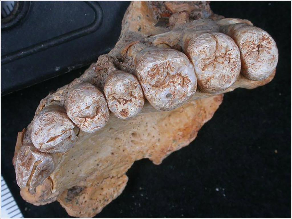 Revelan dientes la presencia de humanos modernos en el Levante prehistórico