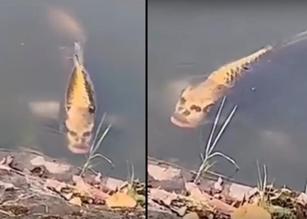 Un pez con cara humana se hace viral