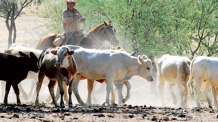 Adelantan exportación de ganado por la sequía