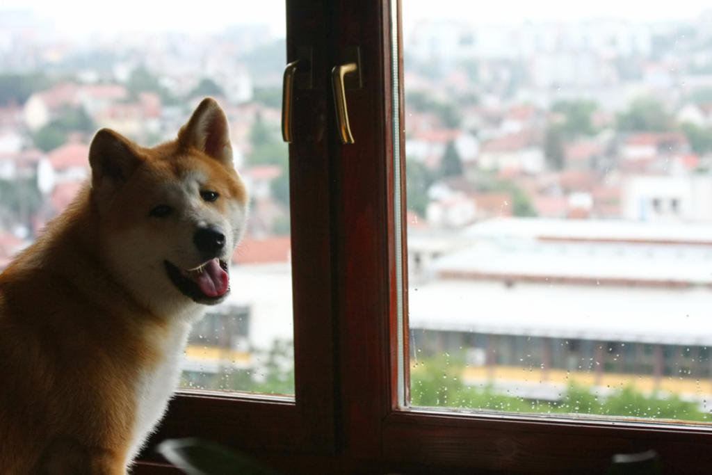 Akita inu, el perro japonés de la suerte