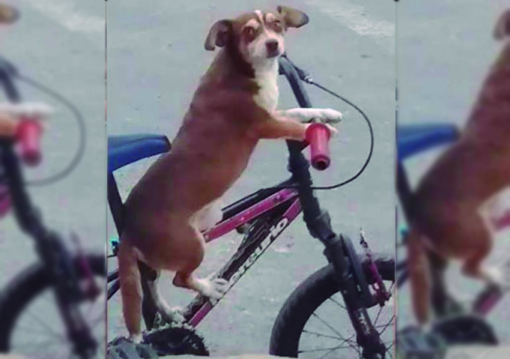 Video: Perrito se alista para andar en bici con su dueño y se hace viral