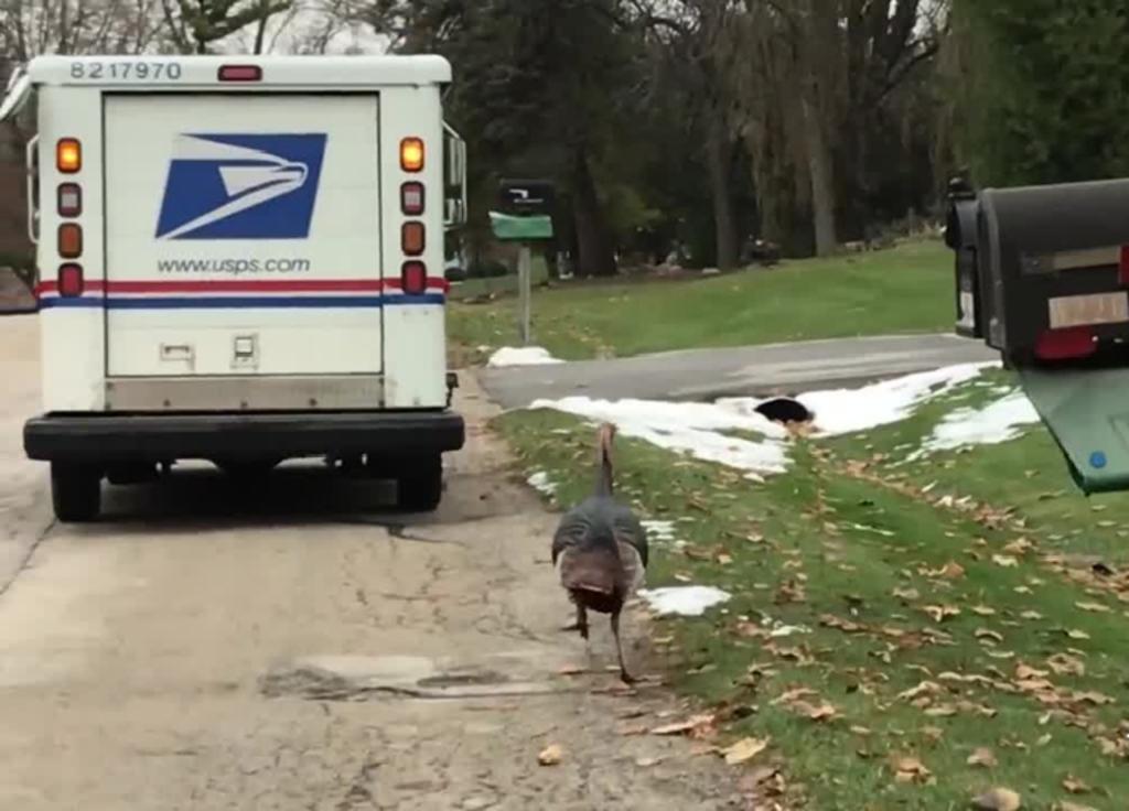Pavo persiguiendo a un cartero se hace viral