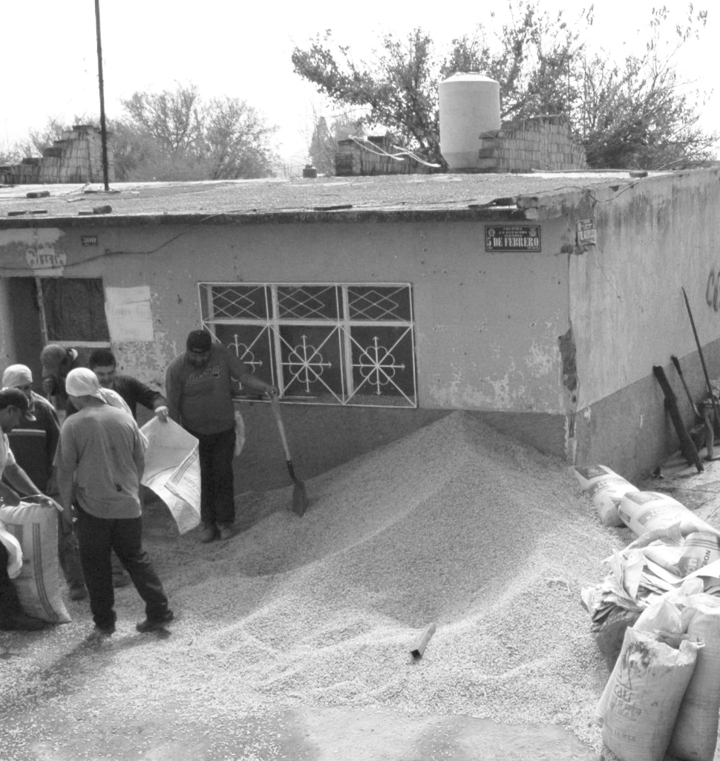 Producción de frijol, apenas al 17 por ciento en 2019