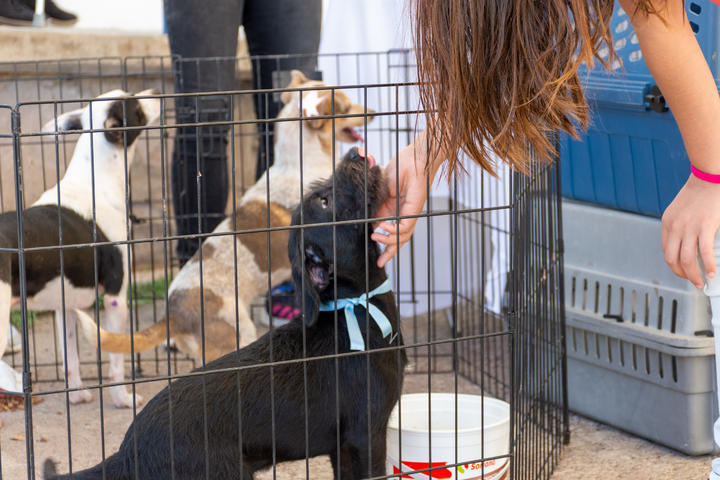 Lanzan campaña de donación de croquetas y adopción de mascotas