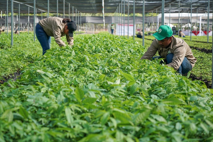 Sembrando Vida, una realidad: Soto Arrieta