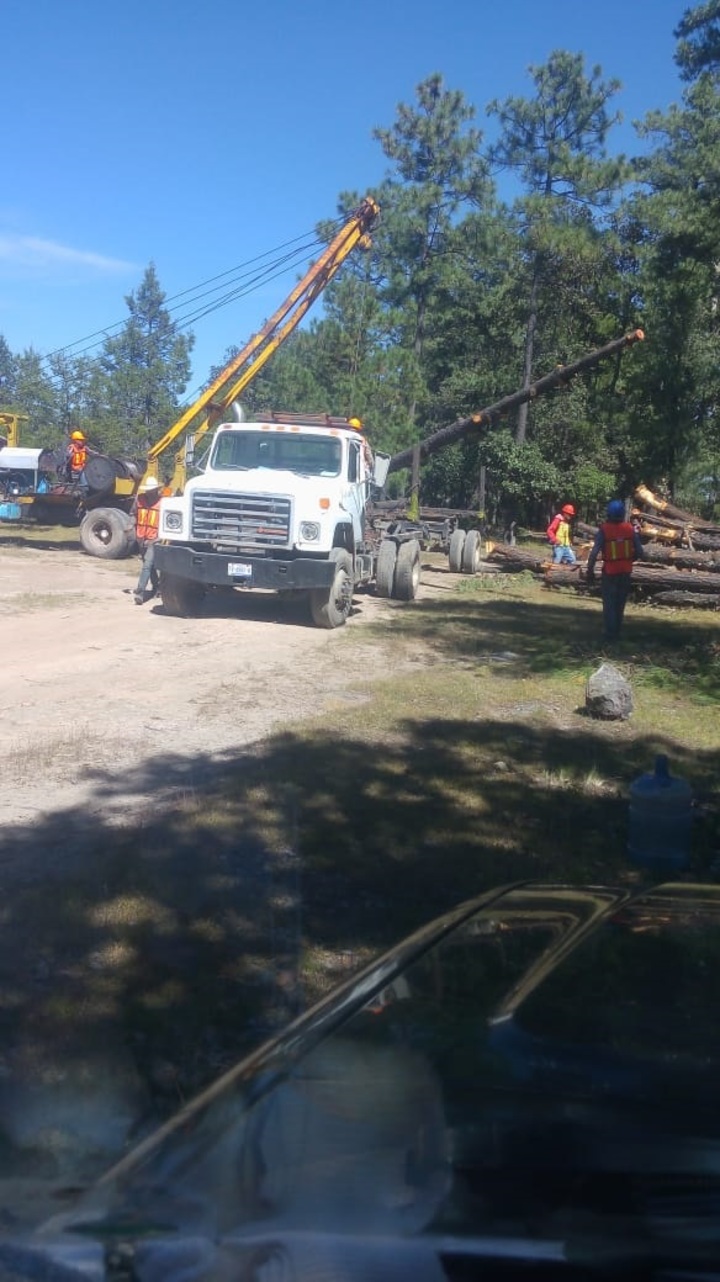 Llaman a cuidados en sector forestal