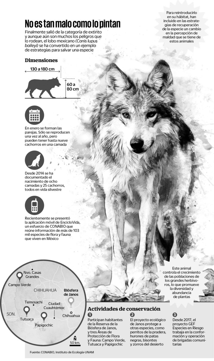 El lobo mexicano deja la lista de especie extinta