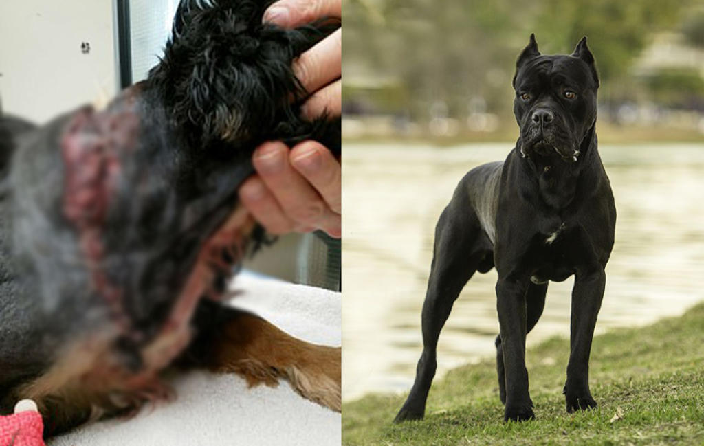 Perro casi pierde la cabeza por ataque de Bullmastiffs y sobrevive