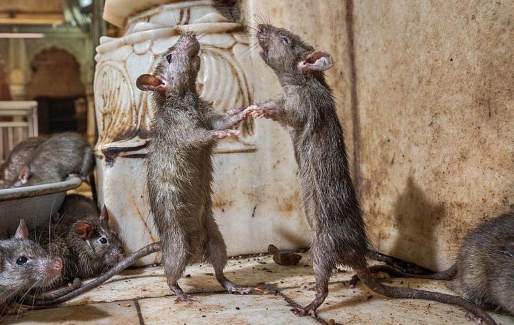 Los 'ratones bailarines' y las mejores fotografías del 2019