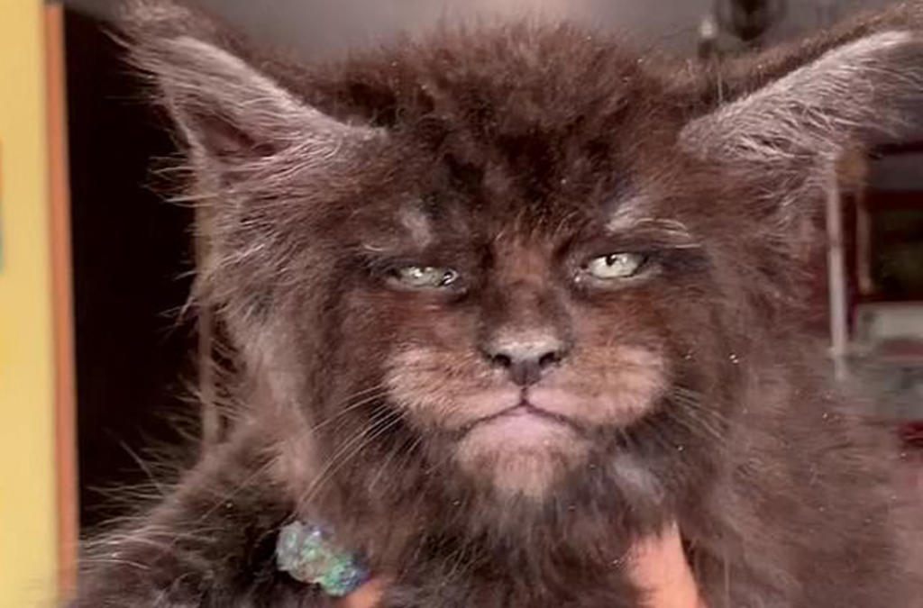 Gatitos se hacen virales por tener 'facciones humanas'