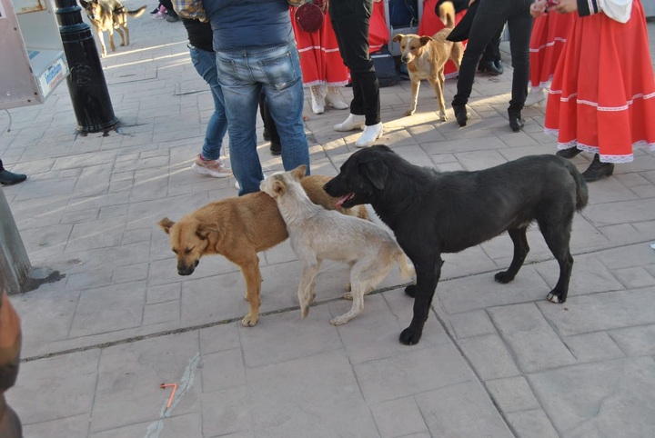 Piden campaña contra perros callejeros